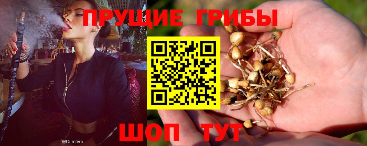 где найти наркотики  Вход с VPN  Полысаево  Псилоцибиновые грибы прущие грибы 